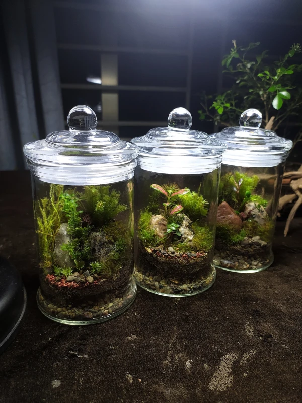 Tiny Moss Terrarium – Miniature Glass Moss Garden for Home & Office Décor