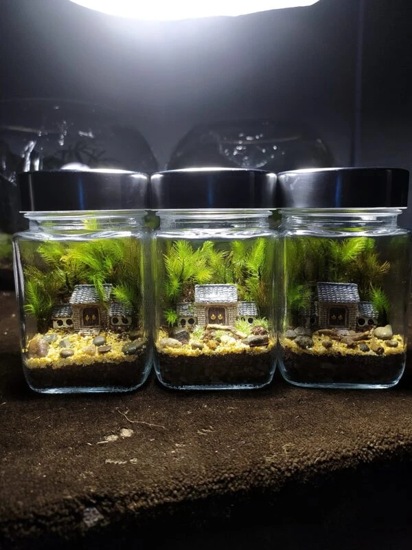 Secret House Tiny Terrarium – Miniature Fairy Garden in Glass for Home & Office Decor