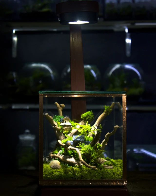 The Cube Terrarium